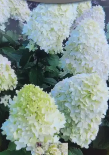 [107540] Hydrangea paniculata Magical® Candle Pot C10L