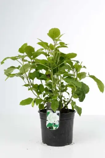 [126509] Hydrangea arborescens Annabelle Pot C5L