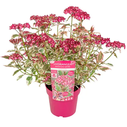 [105713] Hydrangea serrata Euphorbia Pot P19 cm