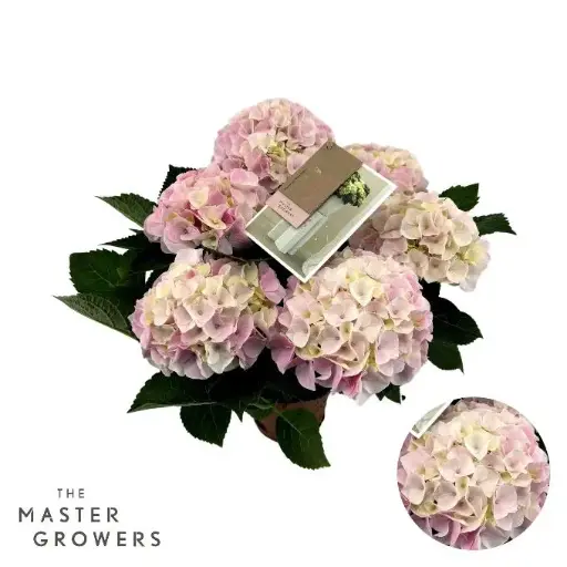 [130562] Hydrangea macrophylla Hi Diamond Pink Pot P23 cm ** Hortensia **