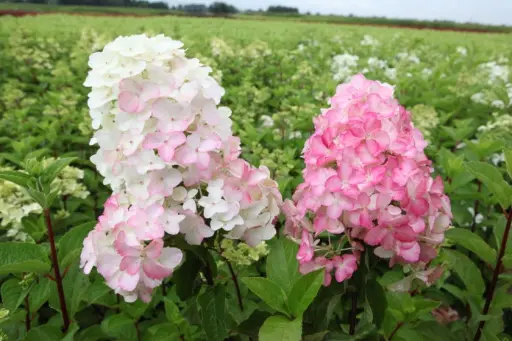 [145079] Hydrangea paniculata Fraise Melba / tige 90 cm Pot C12Litres