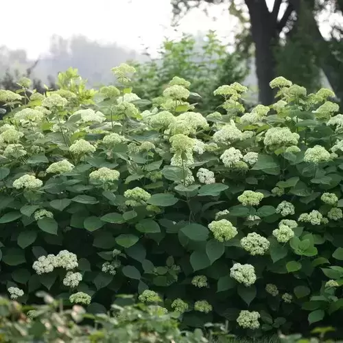 [139719] Hydrangea arborescens Lime Rickey Pot C3L ** Hortensia arborescent **