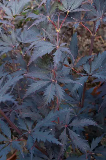 [138145] Acer palmatum Black Lace ** Erable du Japon **