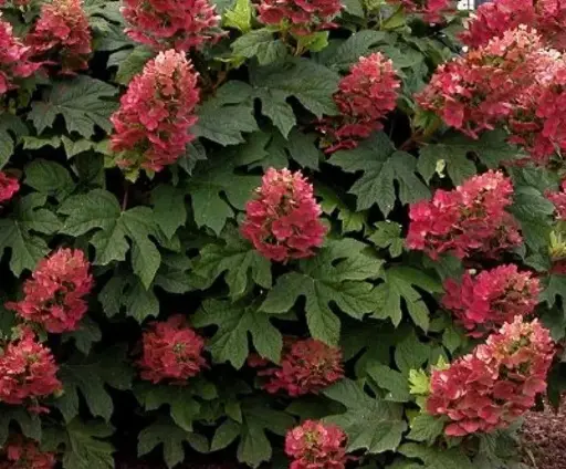 [143372] Hydrangea quercifolia Ruby Slippers Pot C 3 Litres