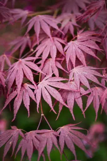 [143004] Acer Palmatum Sumi Nagashi 150 175 cm Pot 38