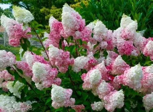 [108632] Hydrangea paniculata Vanille Fraise Pot C12Litres