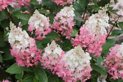 [112004] Hydrangea paniculata Pinky Winky Pot C10-12Litres