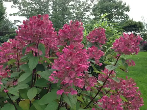 [112004] Hydrangea paniculata Pinky Winky Pot C10-12Litres