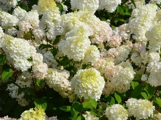 [119509] Hydrangea paniculata Diamantino Pot C3.6Litres