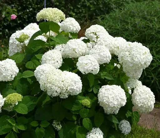 [107351] Hydrangea arborescens Annabelle Pot P17 cm / C3 ** Hortensia arborescent **
