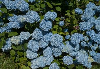 [117329] Hydrangea macrophylla Générale Vicomtesse de Vibraye Pot C3.6Litres