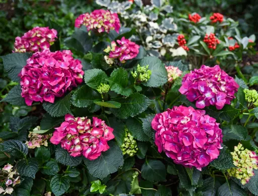 [145095] Hydrangea macrophylla Red Baron Pot C3.6Litres  ** Hortensia **