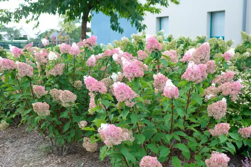 [117183] Hydrangea paniculata Sundae Fraise Pot C3.6Litres