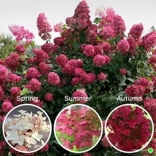 [105773] Hydrangea paniculata Wim s Red Pot C10L