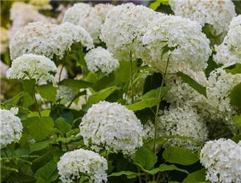 [115447] Hydrangea arborescens Strong Annabelle Pot P19 cm ** Hortensia arborescent **