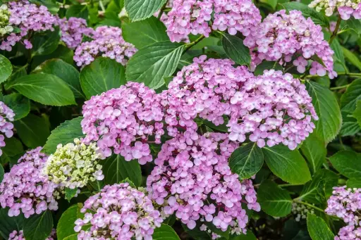 [117826] Hydrangea macrophylla Ayesha Pot C3.5Litres  ** Hortensia Parfumé **