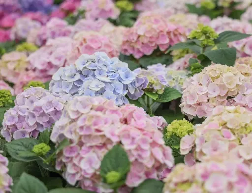 [134117] Hydrangea macrophylla Belle Seduction Pot C3.6Litres ** Hortensia **