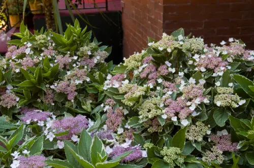 [137319] Hydrangea macrophylla Light O Day Pot C3.6Litres ** Panaché **