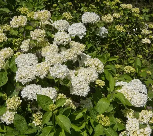 [111705] Hydrangea macrophylla Madame Emile Mouillere Pot C3.6Litres ** Hortensia **