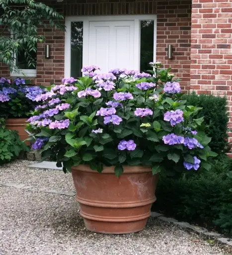 [100853] Hydrangea macrophylla Teller Blue = Blaumeise Pot C3.6Litres