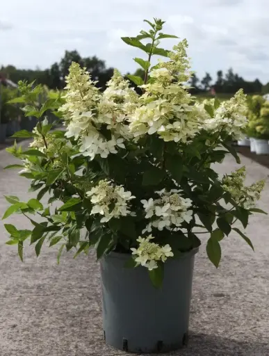 [127195] Hydrangea paniculata Confetti Pot C3.6Litres ** RARE: Parfumé **