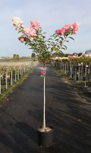 [143745] Hydrangea paniculata Vanille Fraise sur Tige 90 cm Pot C12Litres