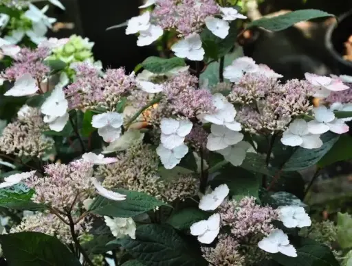 [100864] Hydrangea serrata Acuminata ou Intermedia Pot C3.6L