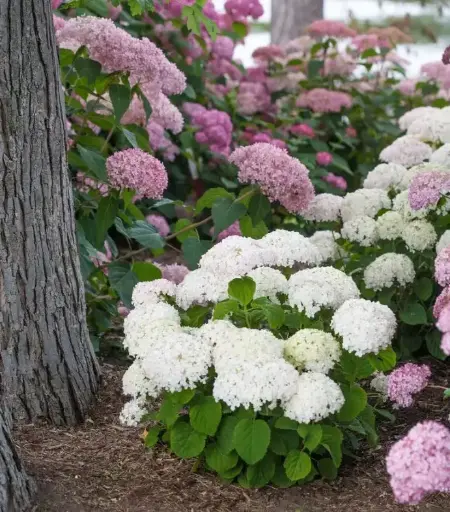 [114257] Hydrangea arborescens Bellaragazza Blanchetta Pot C3 ** Hortensia paniculé **