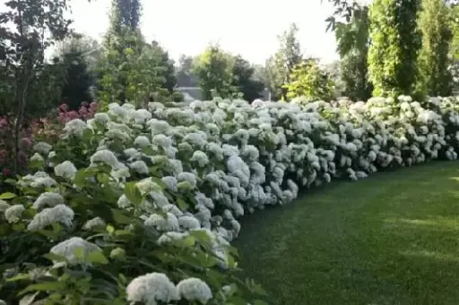 [129569] Hydrangea arborescens Annabelle Pot C2Litres