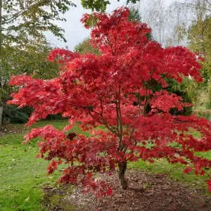 [133045] Acer palmatum Phoenix 100 125 Pot C35