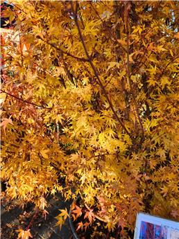 [102222] Acer palmatum Sangokaku Pot C30 P40