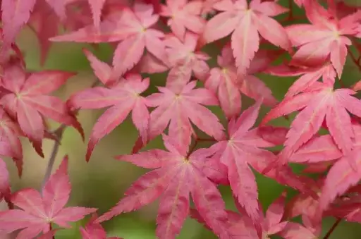 [128887] Acer palmatum Deshojo 100 125 cm