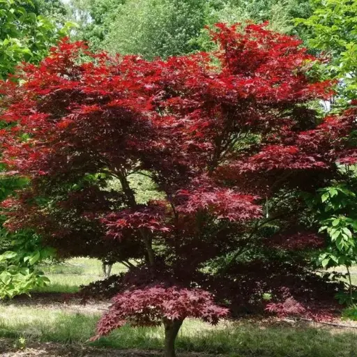 [106854] Acer palmatum Atropurpureum 100 125 cm motte ** Erable du Japon **