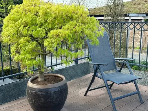 [112279] Acer palmatum Dissectum 80 cm Tige 30-40 cm Pot C15