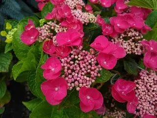 [141763] Hydrangea macrophylla Teller Kardinal Pot P30