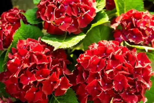 [112323] Hydrangea macrophylla Hot Red Pot P30