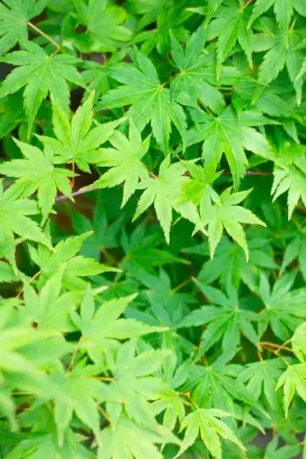 [107695] Acer palmatum (vert) 175 200 cm Pot C30Litres ** Erable du Japon **