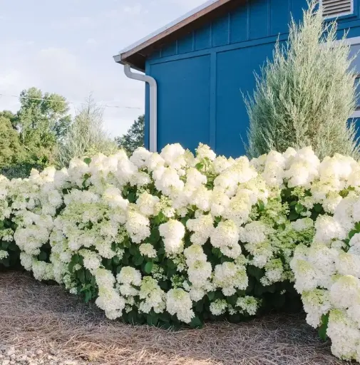 [137475] Hydrangea paniculata Little Hottie Pot C10litres