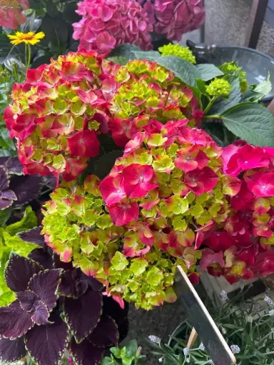 [141730] Hydrangea macrophylla HI Fire Red Pot P29 cm