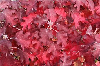 [104687] Hydrangea quercifolia Burgundy Pot C10Litres