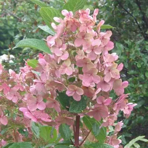 [100841] Hydrangea paniculata Early Sensation Pot C10L