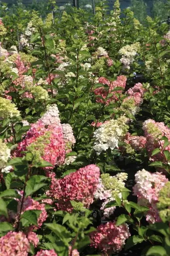 [130449] Hydrangea paniculata Fraise Melba Pot C12Litres XL