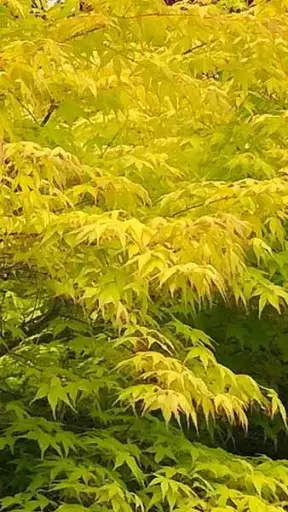 [141738] Acer palmatum Anne Irene 60 80 cm Pot P19 ** Erable du Japon **