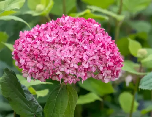 [143777] Hydrangea arborescens Ruby Annabelle® Pot C10Litres