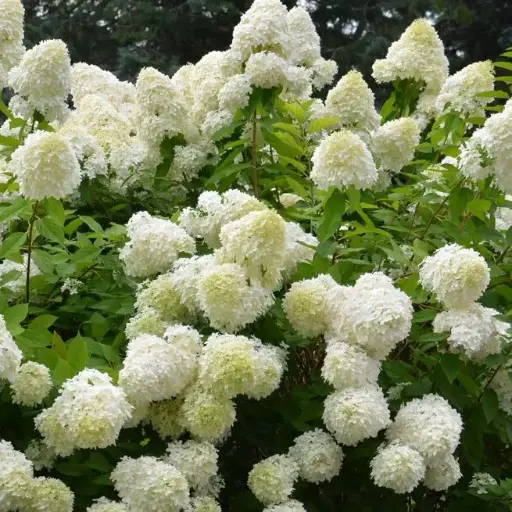 [114127] Hydrangea paniculata Bombshell Pot C5L