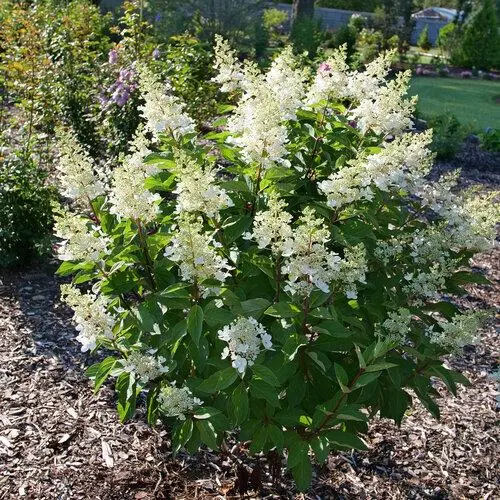 [108633] Hydrangea paniculata Kyushu Pot C7.5