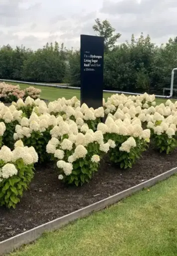 [143722] Hydrangea paniculata Living Sugar Rush Pot C5Litres