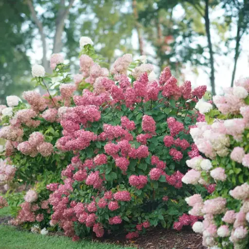 [105618] Hydrangea paniculata Mega Mindy Pot C3.6L
