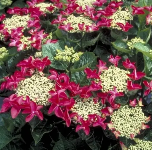 [143486] Hydrangea macrophylla Rotschwanz Pot C10Litres