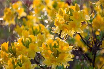 [142662] Azalea mollis Goldstuck 060 080 Pot C5  * PARFUMEE **